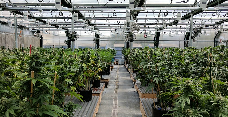 how to clean a grow room