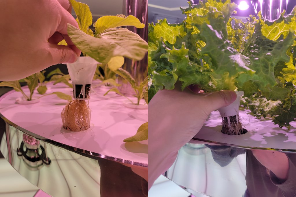 is hydroponic lettuce safe to eat