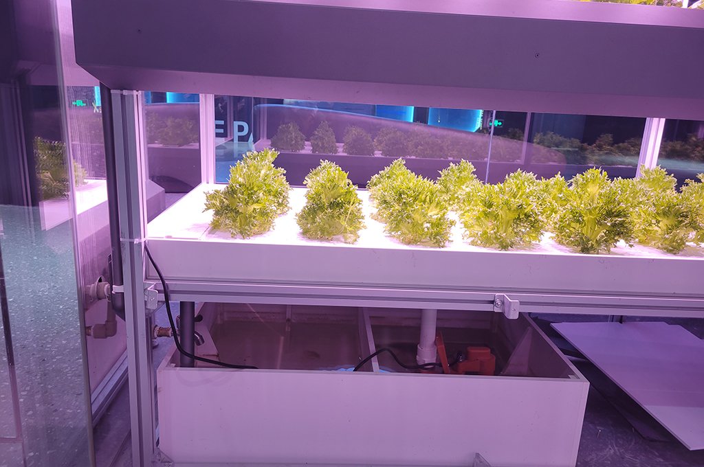 what is a hydroponic growing system
