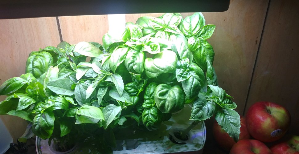 How Long Does Basil Take to Grow Hydroponically
