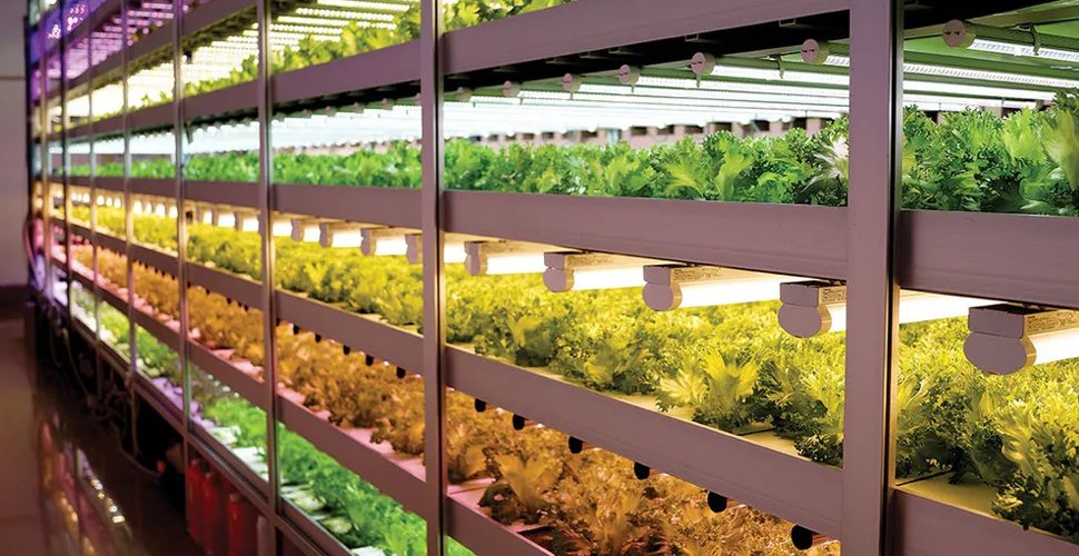 vertical hydroponic grow system