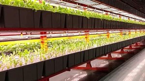 Hydroponic Fodder Farm case