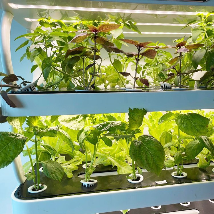 vertikale hydroponiske plantekasser til haven