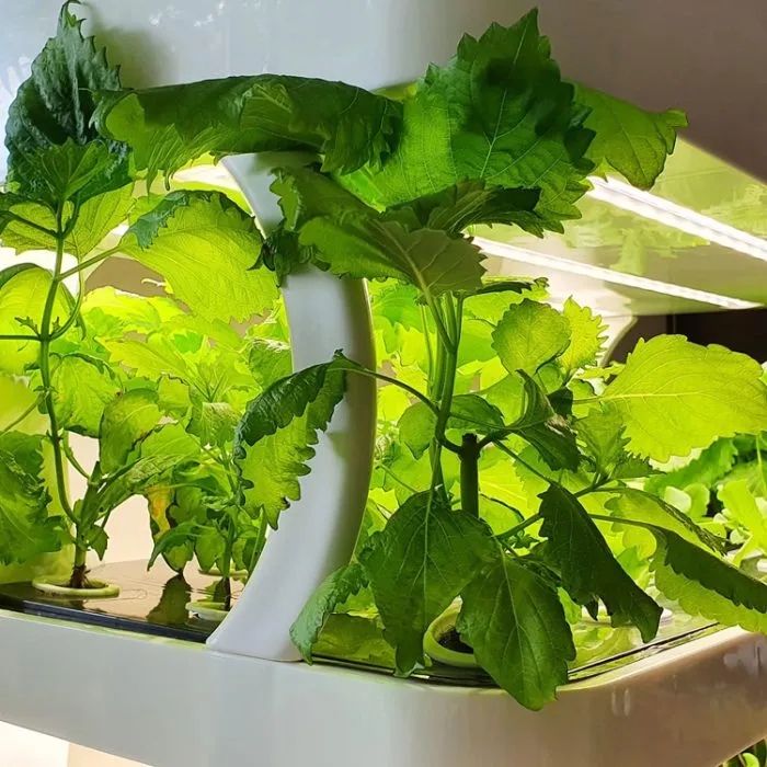 vertical hydroponic garden kit
