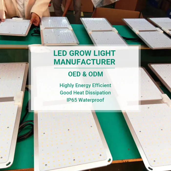 거미 농부는 빛을 키운다