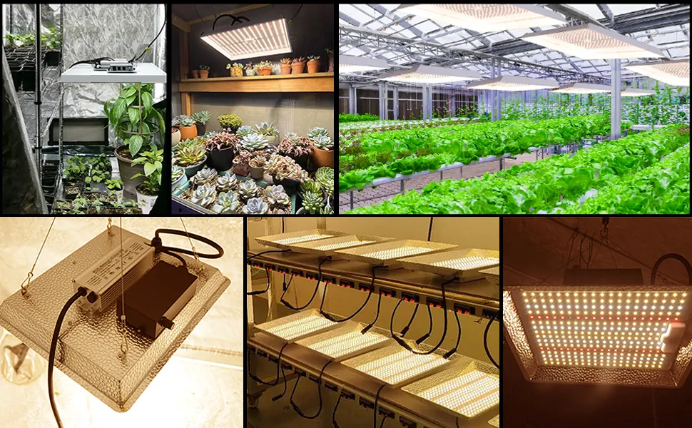Seedling LED Grow Light Supplier Auxgrow