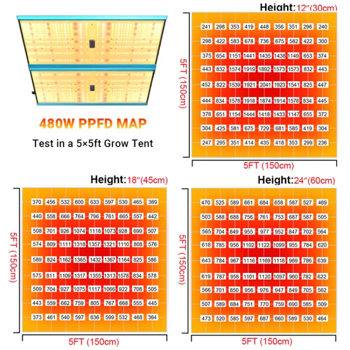 זרע התחלה אורות