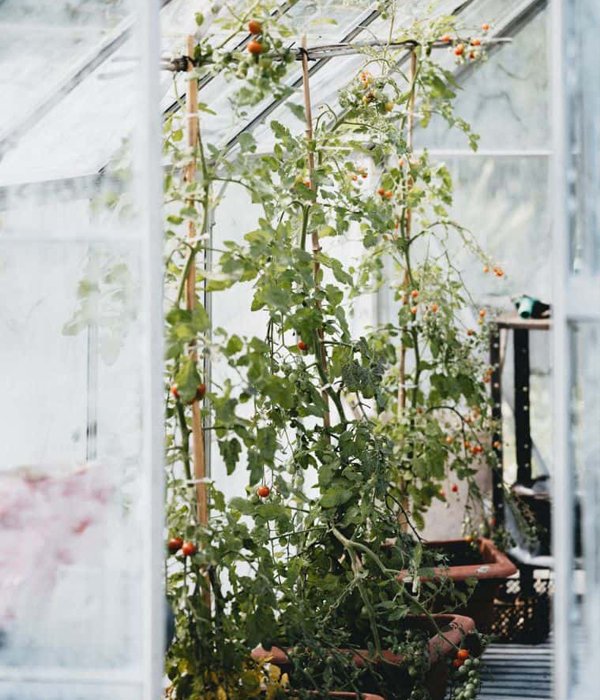 tomato grow light