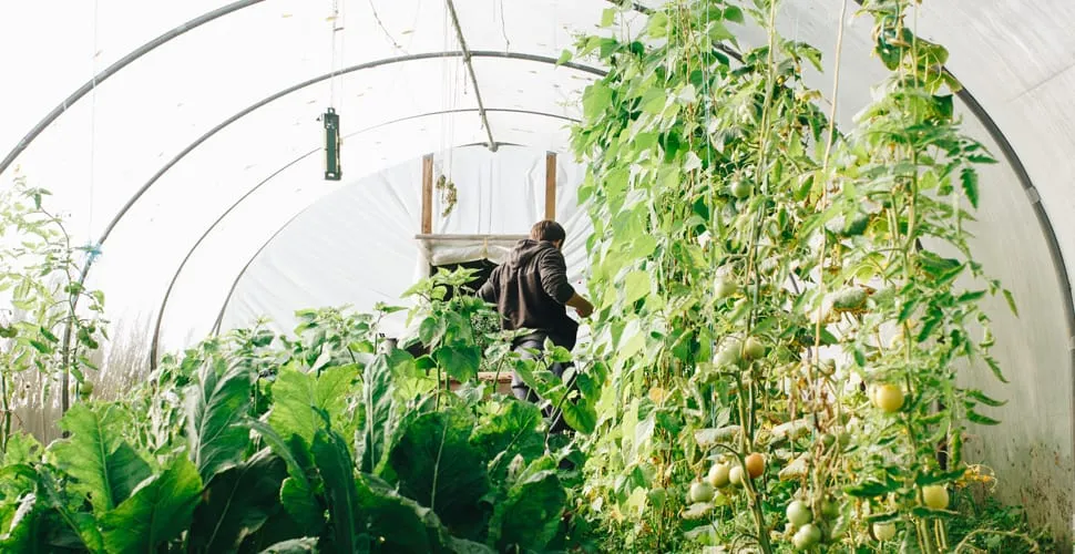 back yard greenhouses