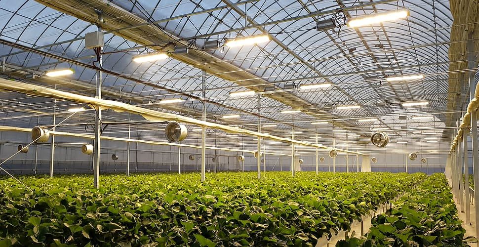 do you need grow lights in a greenhouse