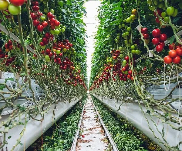 greenhouse for fruit trees greenhouse for fruit trees