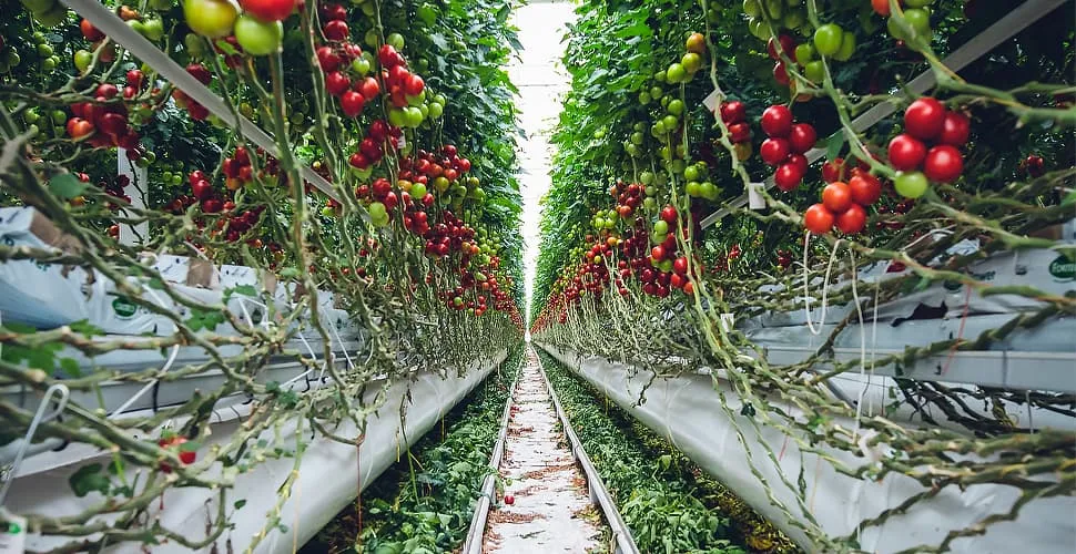 greenhouse for fruit trees