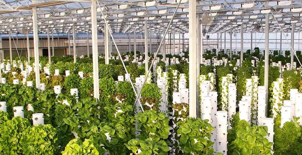 hydroponic greenhouse design
