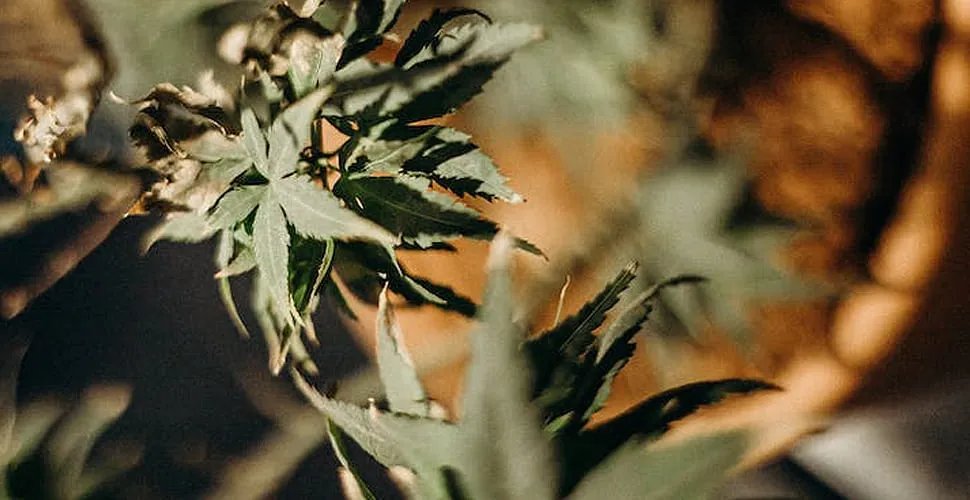 Çok fazla ışık bitki büyümesini engelleyebilir