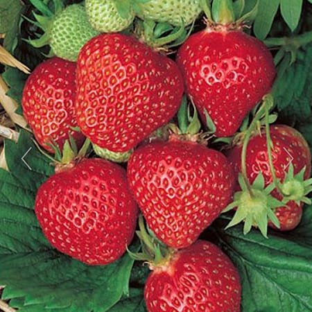 Immertragende Erdbeeren