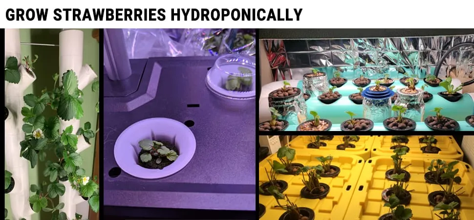 Dyrk jordbær hydroponisk