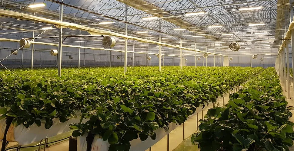 İç mekanda çilek nasıl yetiştirilir