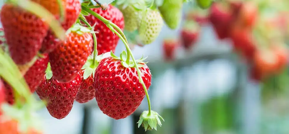 Grow Strawberries Indoors With Commercial Greenhouse Lighting   How To Grow Strawberries Indoors.webp