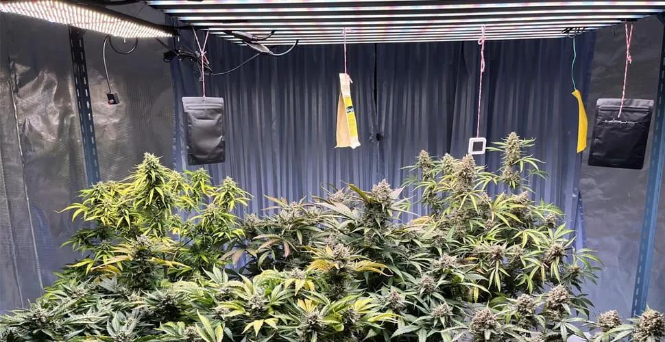 LED bitki yetiştirme lambaları