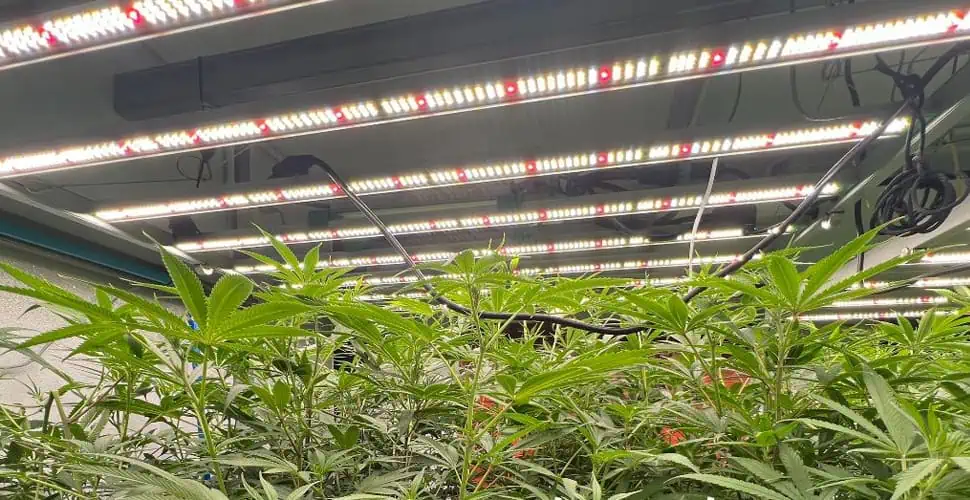 LED bitki yetiştirme lambaları