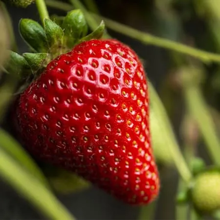 Sommerfruktjordbær