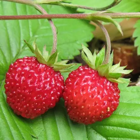 Wild Strawberries