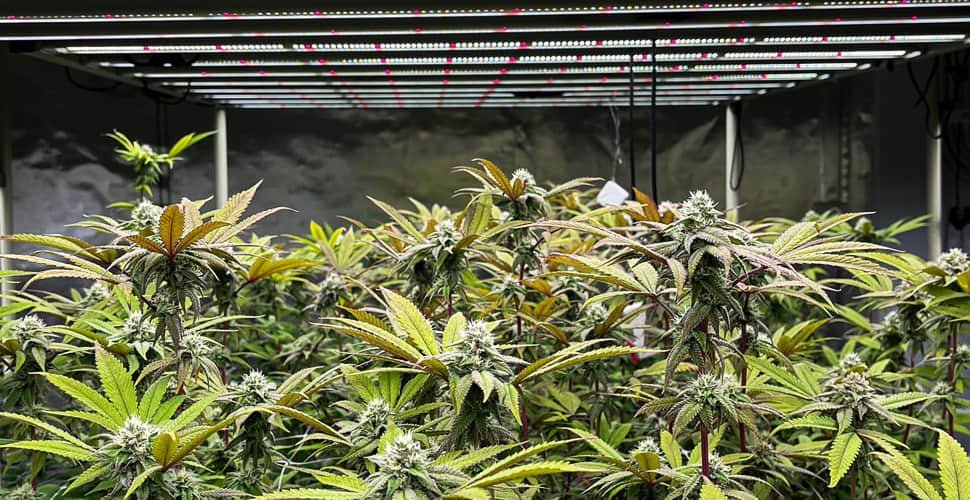 Read more about the article How Many Hours Should LED Grow Lights Be On?