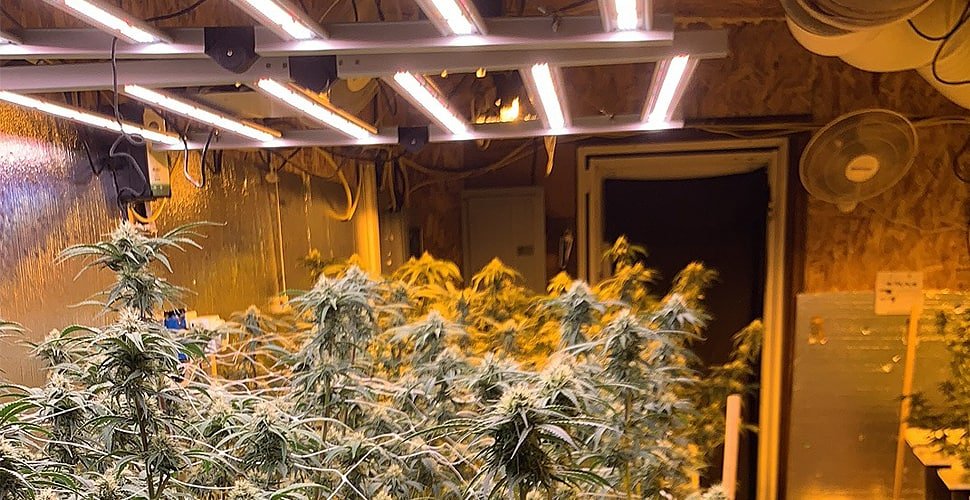 Read more about the article Do Regular LED Lights Help Plants Grow?