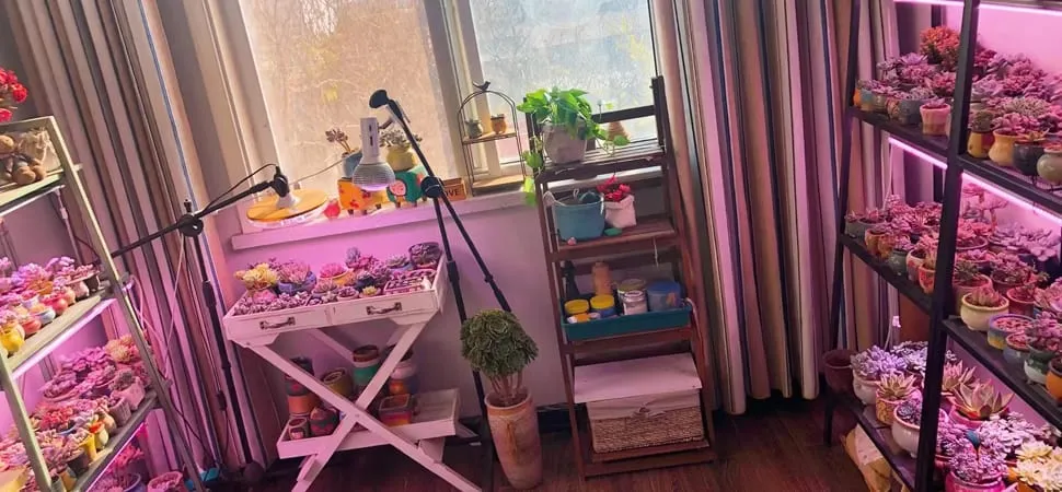 Yapay ışıkla iç mekanlarda sulu meyveler yetiştirmek