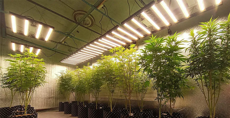 how far should a grow light be from plants