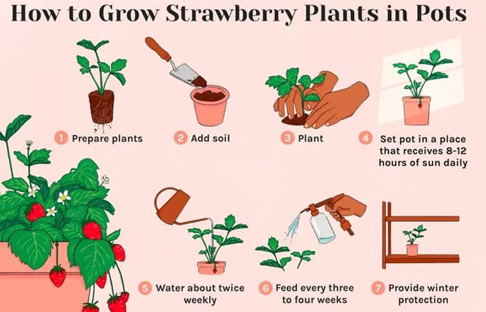 냄비에 딸기 식물을 재배하는 방법