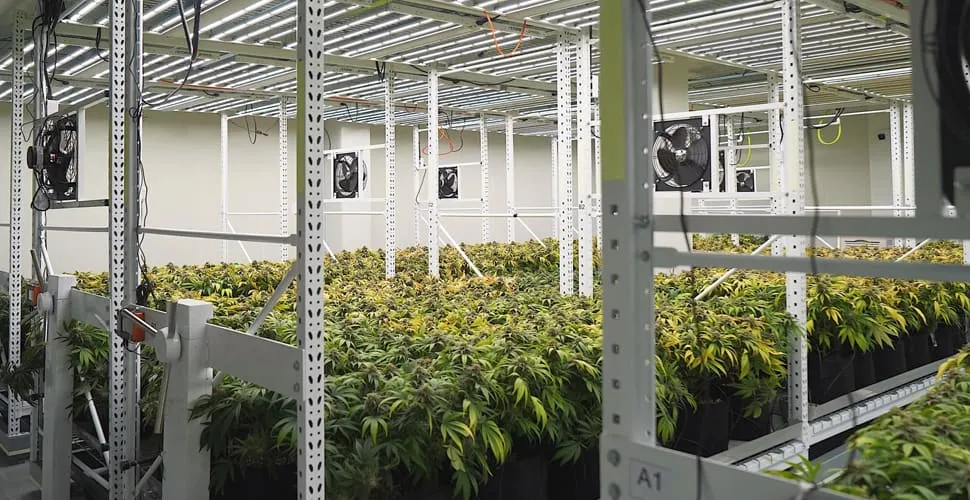 what makes weeds grow so fast