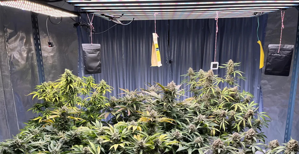 How Close Should LED Grow Lights Be To Plants 