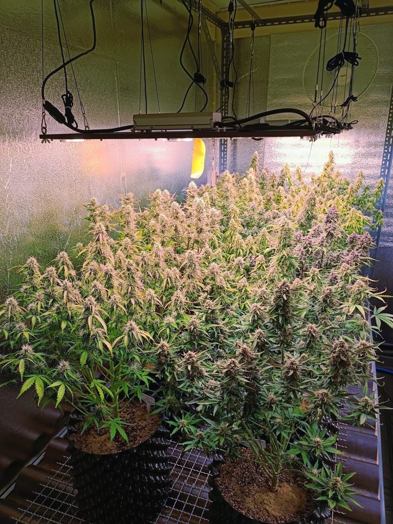 Can LED Grow Lights Burn Plants?