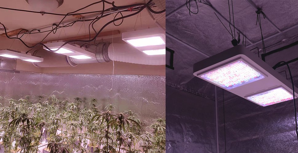 مصابيح LED تنمو