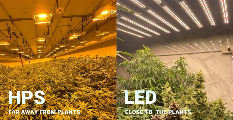 autoflower LED-ljusavstånd