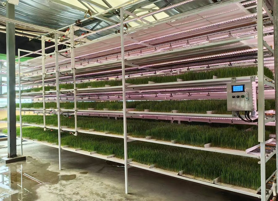 hydroponics fodder system