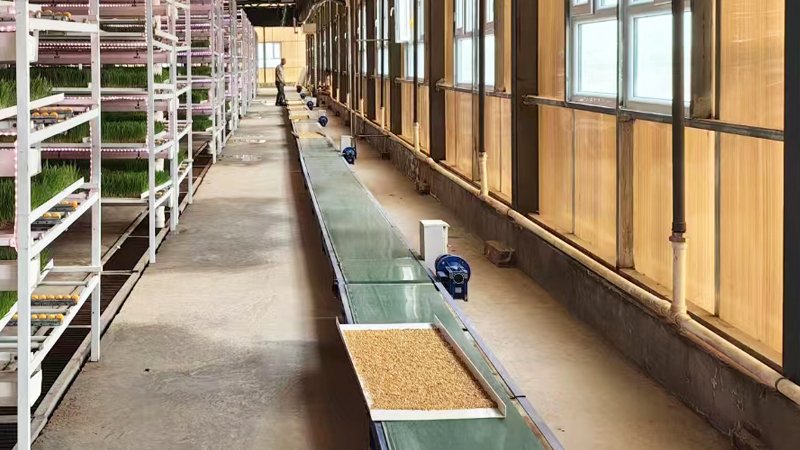 microgreen fodder system