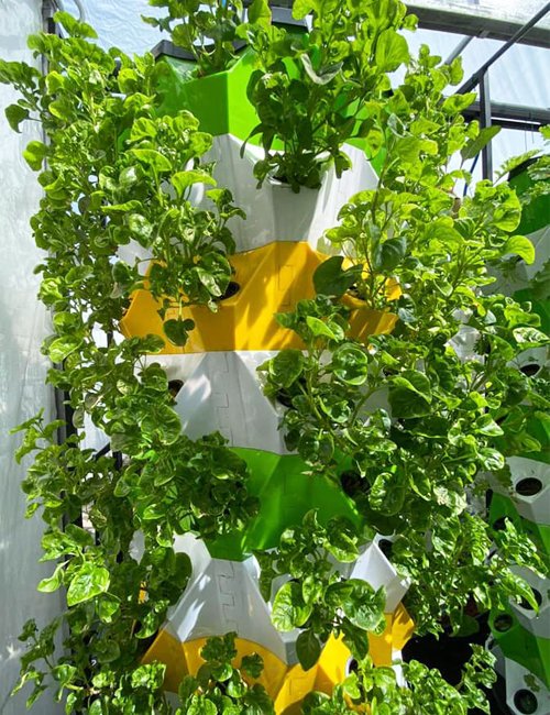 outdoor hydroponic tower garden