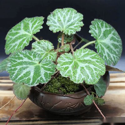 Saxifraga