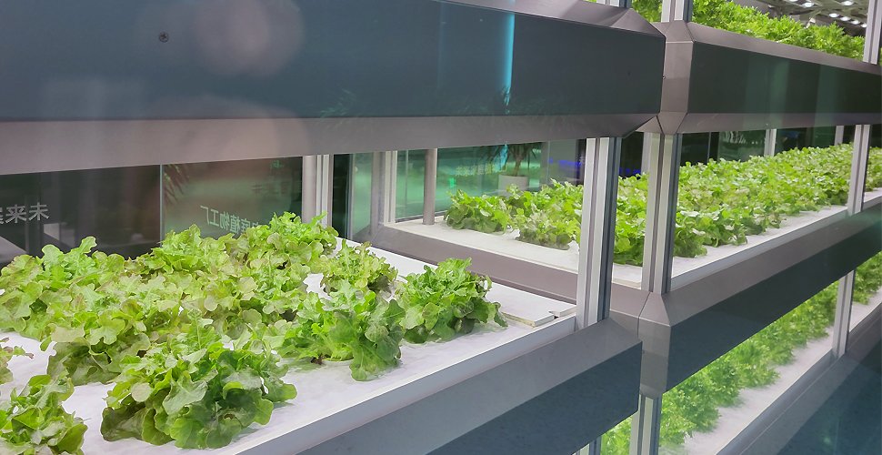 What is the Fastest Growing Hydroponic System