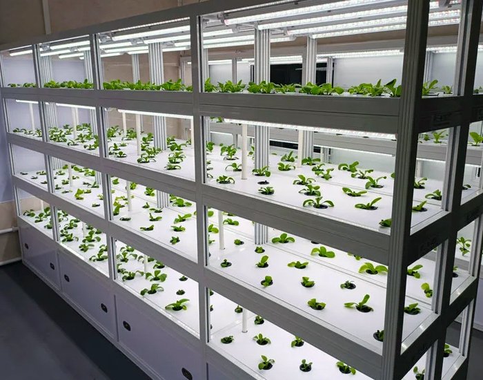 hydroponic for indoor farm