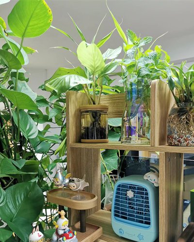 nápady na pokojovou kancelářskou rostlinu