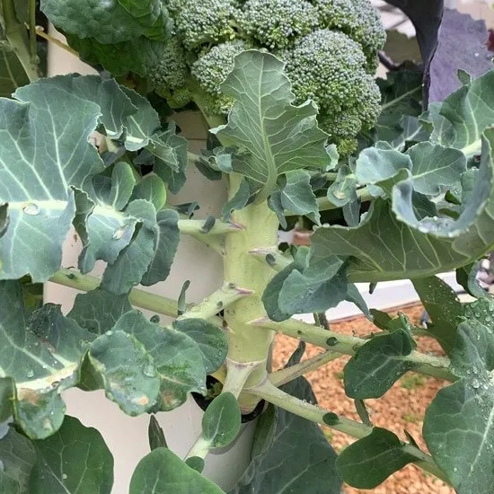 Broccoli in a hydroponic tower