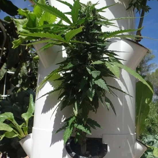 Marijuana in a hydroponics tower