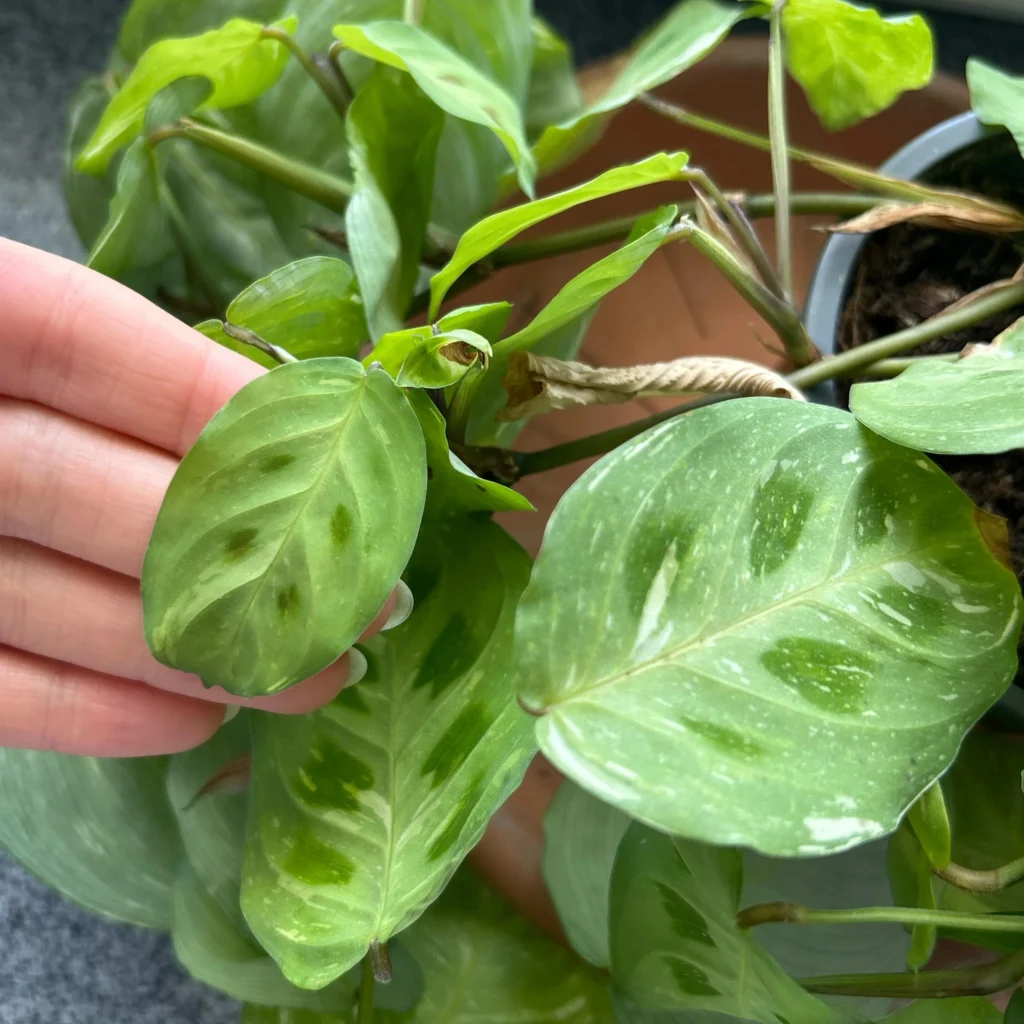New leaves are smaller