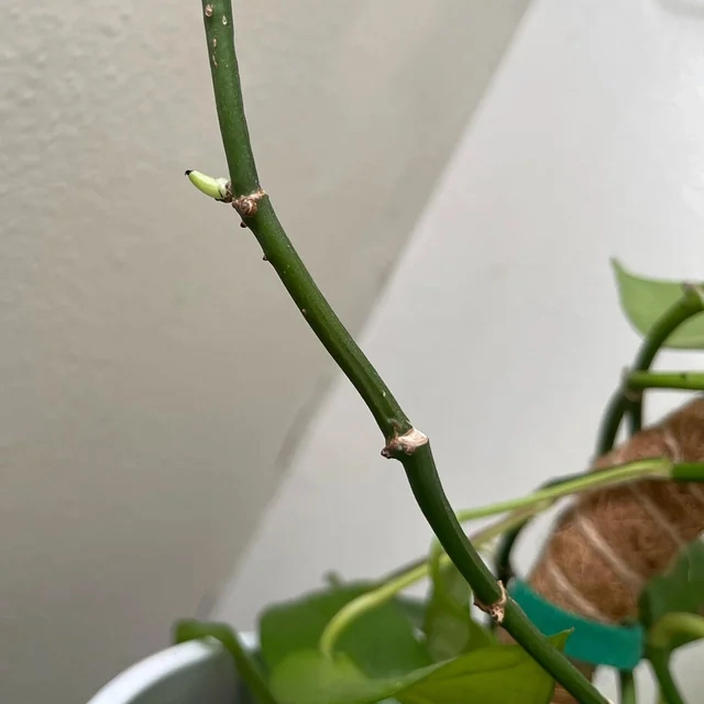 New stems grow without leaves