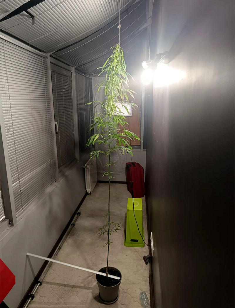 Stretching in Cannabis Plant