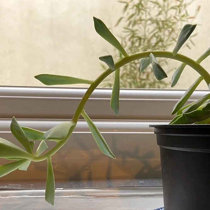 plant leans toward the light
