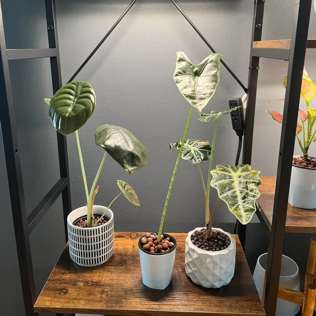 plants leggy